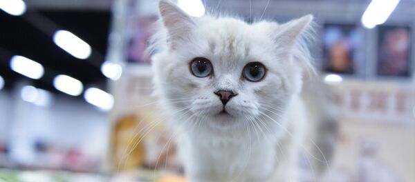 Un chat fan de croissants devient une star sur Instagram (vidéo) - Sputnik Afrique