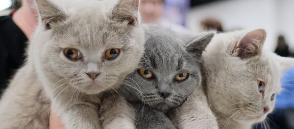 Chatons - Sputnik Afrique