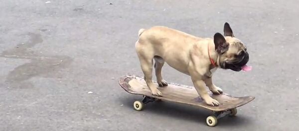 Un bouledogue percute le siège de la BBC en skateboard (vidéo) - Sputnik Afrique
