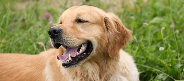 golden retriever golden retriever - Sputnik Afrique