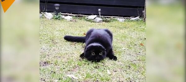 Cet adorable petit chat a les yeux de Krokmou - Sputnik Afrique