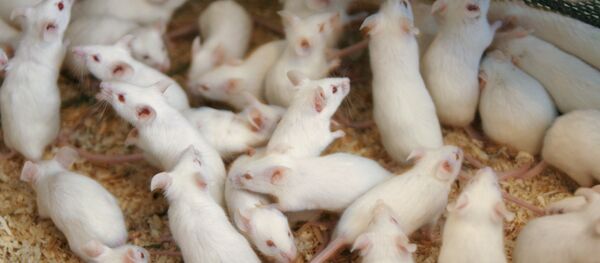 Souris Souris - Sputnik Afrique