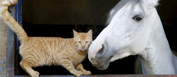 Un chat et un cheval - Sputnik Afrique