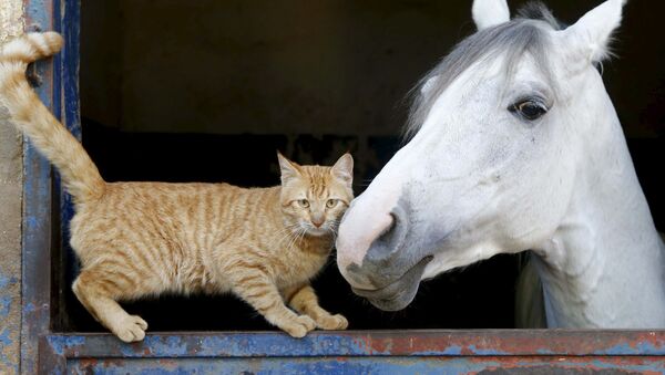 Кошка и лошадь в Бейруте, Ливан - Sputnik Afrique