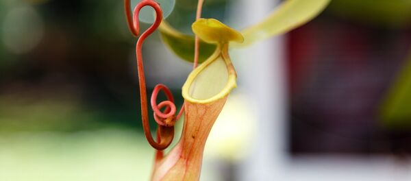 Nepenthes ampullaria Nepenthes ampullaria - Sputnik Afrique