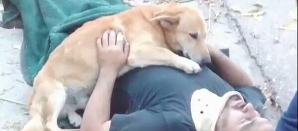 Ce chien n’abandonne pas son maître après sa chute d’un arbre Ce chien n’abandonne pas son maître après sa chute d’un arbre - Sputnik Afrique