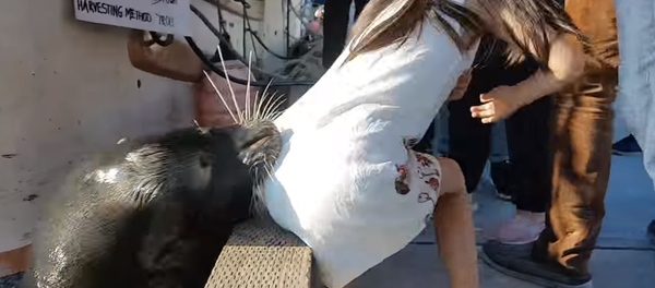 Une petite fille attaquée par un lion de mer - Sputnik Afrique