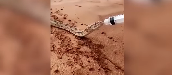 Un serpent abreuvé à la main - Sputnik Afrique