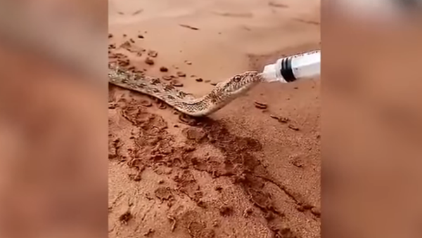 Un serpent abreuvé à la main - Sputnik Afrique
