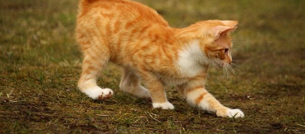 Chat - Sputnik Afrique