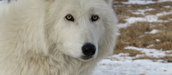 Un loup - Sputnik Afrique