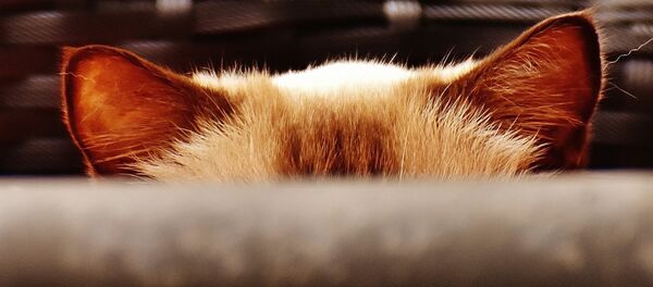 Chat - Sputnik Afrique