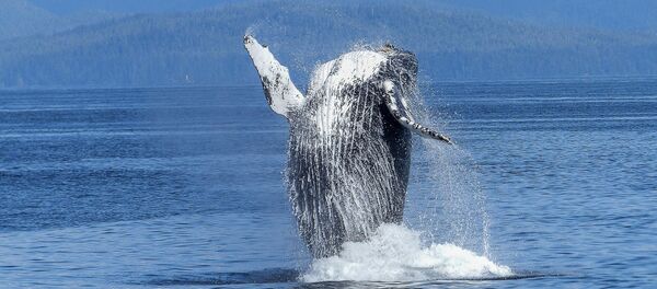 Baleine - Sputnik Afrique