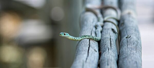 Le serpent - Sputnik Afrique