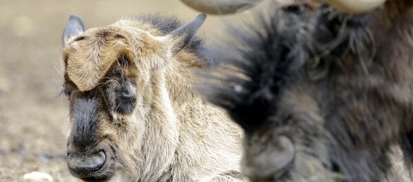 Ce gnou feint d’être mort pour ne pas se battre avec son rival (vidéo) Ce gnou feint d’être mort pour ne pas se battre avec son rival (vidéo) - Sputnik Afrique