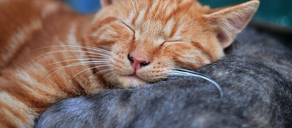 Sommeil Sommeil - Sputnik Afrique