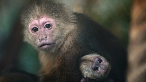 В Екатеринбургском зоопарке родился детеныш обезьяны-капуцина - Sputnik Afrique