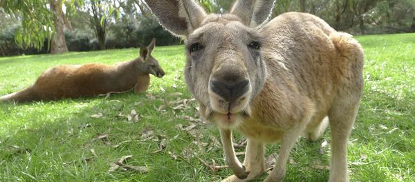 Australia - Sputnik Afrique