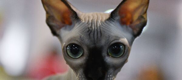 Un chat sphynx. Image d'illustration - Sputnik Afrique