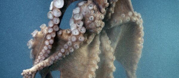 Pulpo en las costas de la Isla de Sajalín - Sputnik Afrique