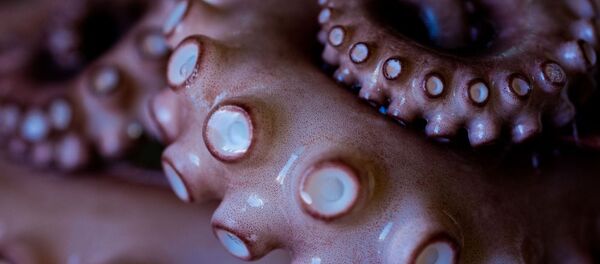 Щупальца осьминога - Sputnik Afrique