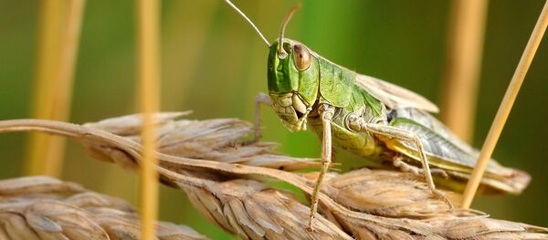 Criquets frits, un nouveau délice en Belgique - Sputnik Afrique