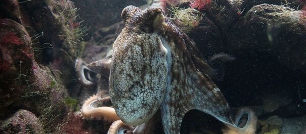 octopus - Sputnik Afrique