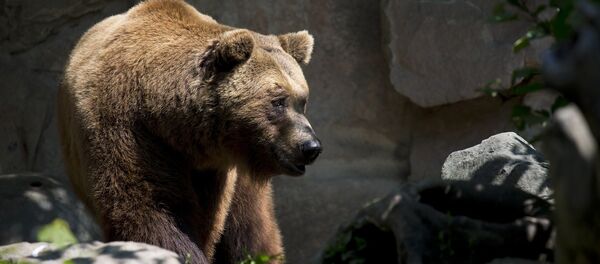 Un ours - Sputnik Afrique