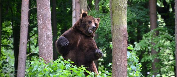 ours - Sputnik Afrique