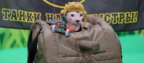 Chat - Sputnik Afrique