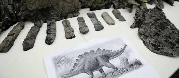 Des scientifiques russes percent le mystère de l’apparition du squelette - Sputnik Afrique