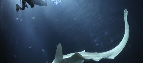 Une mystérieuse créature marine «sans visage» capturée en Australie (vidéo) - Sputnik Afrique