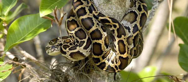 Un python - Sputnik Afrique