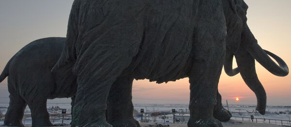 mammouth - Sputnik Afrique