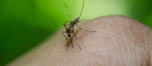 moustique - Sputnik Afrique