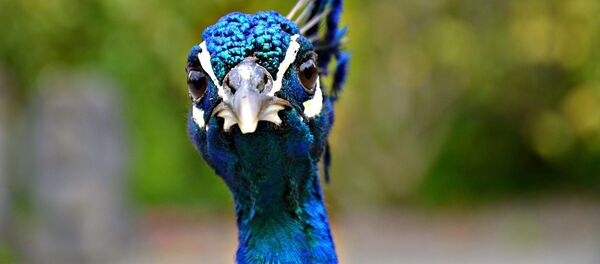 un paon - Sputnik Afrique