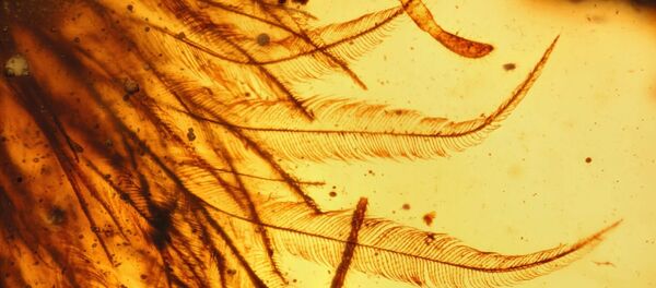 Fossile de dinosaure. Image d'illustration - Sputnik Afrique