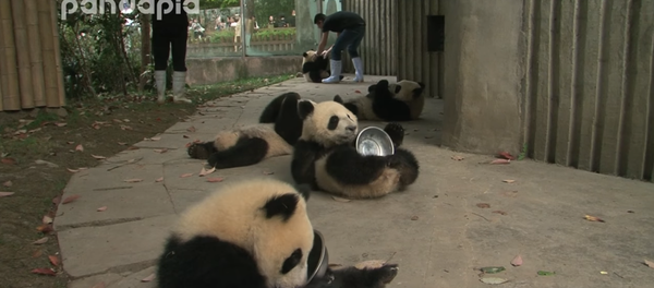 Manger, dormir, jouer, répéter! Voici l'emploi du temps plutôt sympathique de ces pandas Manger, dormir, jouer, répéter! Voici l'emploi du temps plutôt sympathique de ces pandas - Sputnik Afrique
