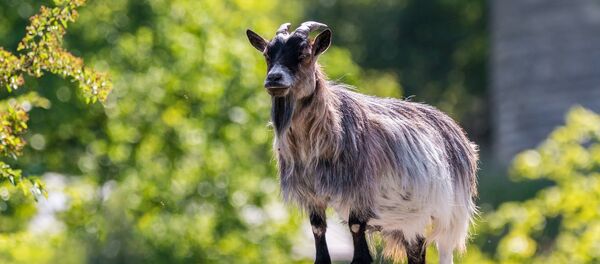 Une chèvre - Sputnik Afrique