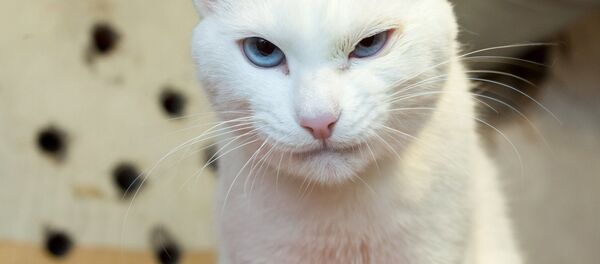 Achille le chat - Sputnik Afrique