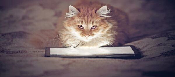 Кот над планшетом - Sputnik Afrique
