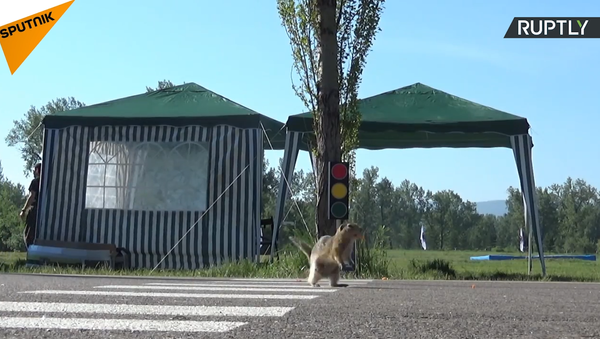 Attention aux écureuils! Un passage clouté pour rongeurs voit le jour à Krasnoïarsk - Sputnik Afrique
