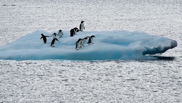View of penguins on an ice block in front of Brazil's Comandante Ferraz base, in Antarctica on March 10, 2014. - Sputnik Afrique
