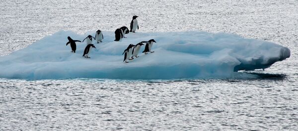 View of penguins on an ice block in front of Brazil's Comandante Ferraz base, in Antarctica on March 10, 2014. - Sputnik Afrique