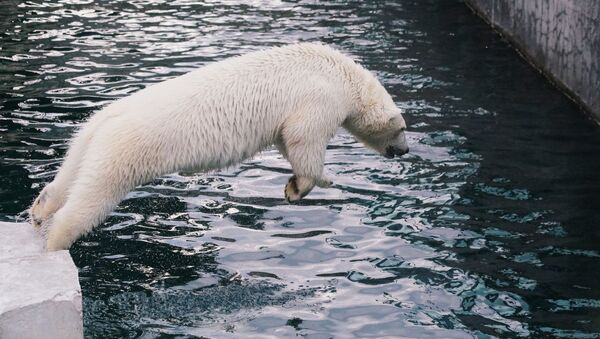 Белый медведь в Московском зоопарке - Sputnik Afrique