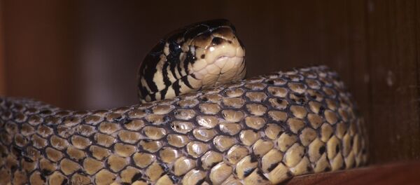 Московский зоопарк - Sputnik Afrique