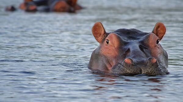 Un hippopotame - Sputnik Afrique