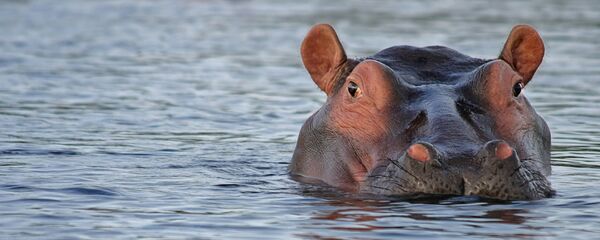 Cet hippopotame - Sputnik Afrique
