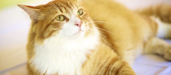 un chat - Sputnik Afrique