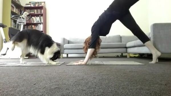 Connaissez-vous les «Doga exercices», ces exercices d'un chien avec son propriétaire? - Sputnik Afrique